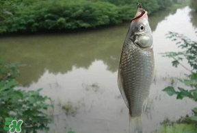 春分節(jié)氣好釣魚嗎？春分釣魚技巧