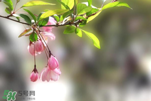 春分開什么花？春分什么花開？