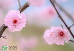 春分開什么花？春分什么花開？