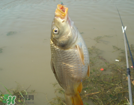 三月份釣鯉魚好釣嗎？3月份釣鯉魚用什么好？