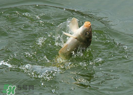 三月份釣鯉魚好釣嗎？3月份釣鯉魚用什么好？