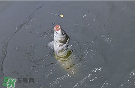 三月份釣鯉魚好釣嗎？3月份釣鯉魚用什么好？