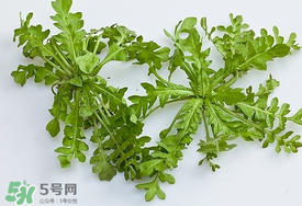 薺菜有蟲子嗎？薺菜根有蟲子嗎？