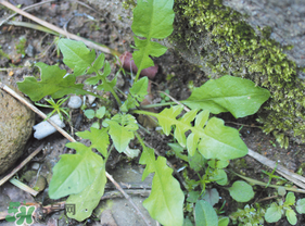 薺菜是什么菜？薺菜是什么野菜？