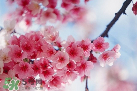 桃花可以釀酒嗎？桃花能泡酒喝嗎？