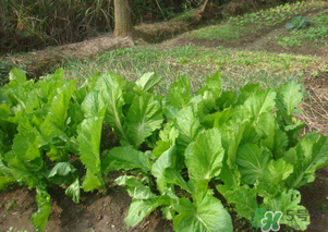 芥菜能和雞肉一起吃嗎？芥菜與雞肉同吃會中毒嗎？