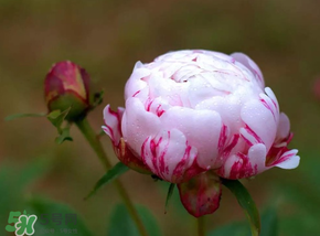 春天能種芍藥嗎？芍藥幾月種植？