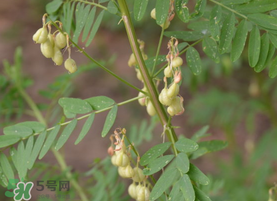 春天能吃黃芪嗎？春天吃黃芪好嗎？