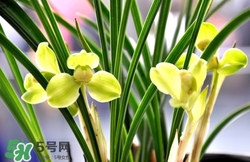 蘭花怎么養(yǎng)？蘭花怎么種？