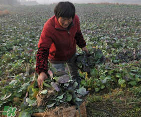 春天能種油菜嗎？油菜春天什么時候種植？