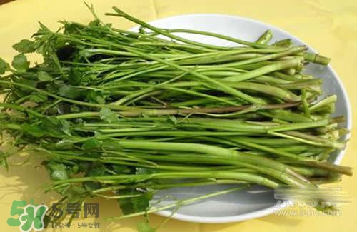 吃野芹菜會中毒嗎？吃野芹菜中毒了怎么辦？