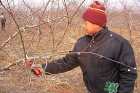 春天桃樹能剪枝嗎？桃樹春季什么時間剪枝？