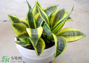 春天種什么植物？春天適合種什么植物？