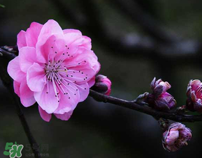 四月份還有桃花嗎？桃花幾月份開(kāi)？