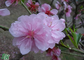 四月份還有桃花嗎？桃花幾月份開(kāi)？