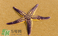 海星怎么吃？海星能吃嗎？