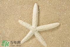 海星怎么吃？海星能吃嗎？