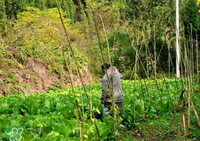 清明節(jié)種什么菜？清明節(jié)前后種什么菜？