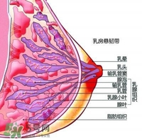 胸小會(huì)不會(huì)沒(méi)奶水 胸大小和奶水少有關(guān)系嗎