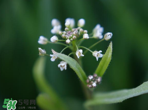 薺菜什么時候開花？薺菜花什么時候采？