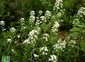 薺菜花可以泡茶嗎？薺菜花泡茶喝有什么功效？