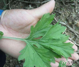 蒿子是艾葉嗎？蒿子和艾葉的區(qū)別