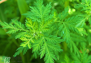 青蒿是什么植物？青蒿是種子植物還是裸子植物？