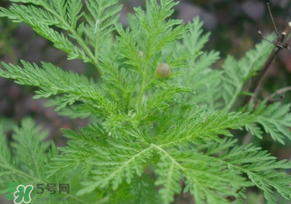 青蒿是什么植物？青蒿是種子植物還是裸子植物？