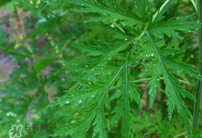 青蒿是什么植物？青蒿是種子植物還是裸子植物？