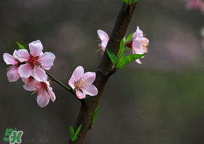 清明節(jié)還有桃花嗎？清明節(jié)去哪里看桃花？