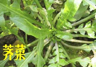 薺菜和狗肉能一起吃嗎？狗肉跟薺菜可以同食嗎？