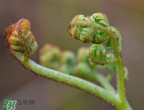 吃蕨菜會(huì)過敏嗎？皮膚過敏能吃蕨菜嗎？