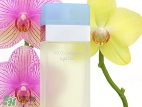 dolce gabanna香水哪款好聞？DG杜嘉班納香水推薦