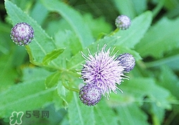 刺兒菜的營養(yǎng)價值_刺兒菜的功效與作用及食用方法