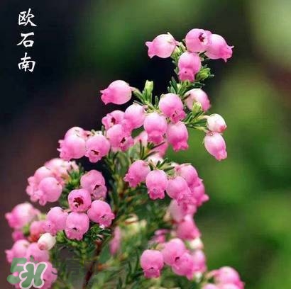 石楠花可以吃嗎？石楠花花語(yǔ)