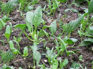 4月份可以種菠菜嗎？菠菜幾月份種？