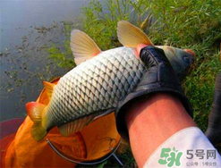 四月份可以釣鯉魚嗎？四月份怎么釣鯉魚？