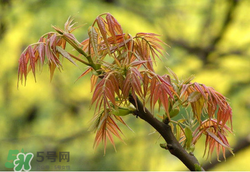 香椿多少錢一斤？香椿芽多少錢一斤2017？