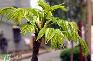 香椿什么時候發(fā)芽？香椿什么時候采摘？