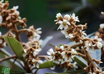 枇杷花孕婦能喝嗎？枇杷花孕婦可以喝嗎？