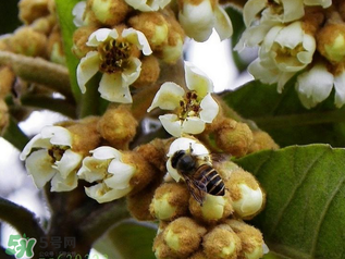 枇杷花孕婦能喝嗎？枇杷花孕婦可以喝嗎？