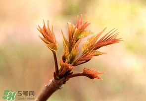 香椿芽可以冷凍嗎？香椿芽怎么冷凍？