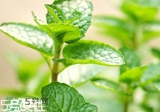 香花菜的營(yíng)養(yǎng)價(jià)值_香花菜的功效與作用及食用方法