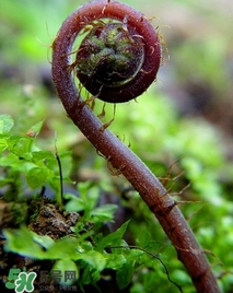 蕨菜價格 新鮮野蕨菜價格