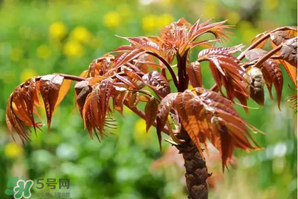 香椿紅的好還是綠的好？香椿紅色好還是綠色好？