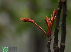 香椿有幾種？香椿哪種好？