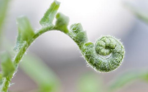 蕨菜到底能不能吃？山上的蕨菜能不能吃