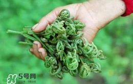 蕨菜價格 新鮮野蕨菜價格