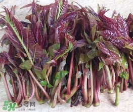 香椿芽怎么吃？新鮮香椿芽怎么吃