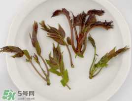 香椿能泡茶嗎？香椿茶的功效與作用